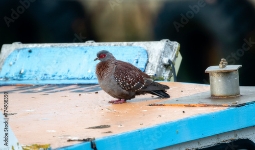 A Southern Speckled Pigeon, Columba guinea ssp. phaeonota, perched atop a blue and white boat in South Africa.