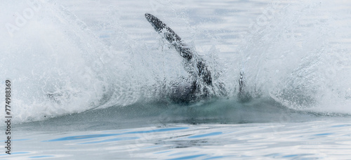 A Southern Right Whale, Eubalaena australis, breaches the surface of the ocean in South African.