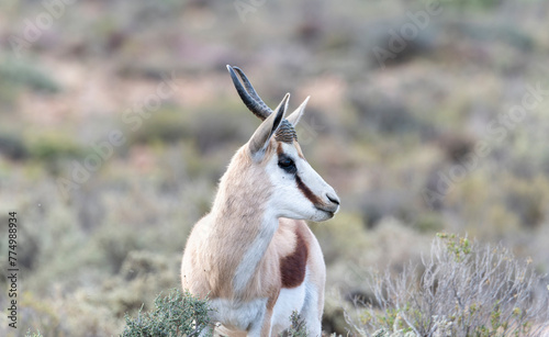 A Springbok, Antidorcas marsupialis, a gazelle, standing stationary in the middle of a field in South Africa.