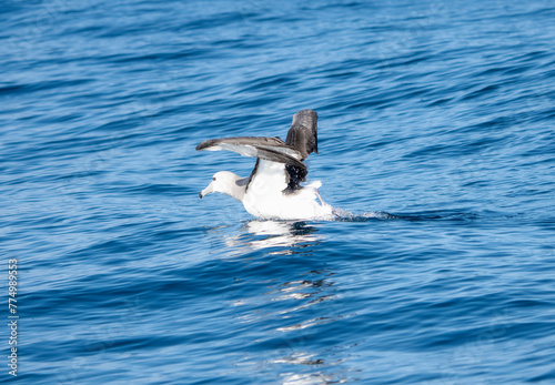 A white-capped albatross, Thalassarche cauta, is taking off gracefully over the water with its wings spread in South Africa.