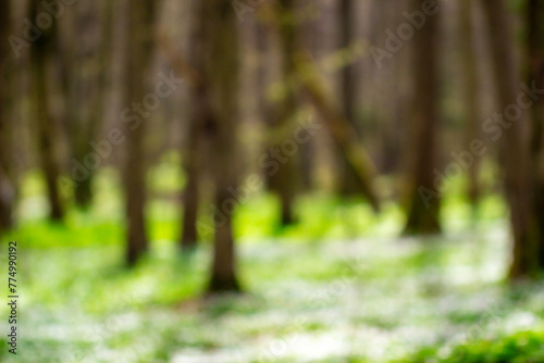 blurred forest with meadow white flowers, sun light, background, design element. natural pattern background