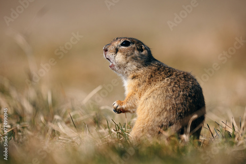 Portrait of a funny gopher, little ground squirrel or little suslik, Spermophilus pygmaeus is a species of rodent in the family Sciuridae. Suslik next to the hole. It is found from Eastern Europe
