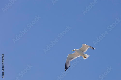 Seagull flies in the sky,