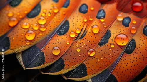 Macaw feathers with water drops, close up. Colorful macaw feathers © nataliia_ptashka
