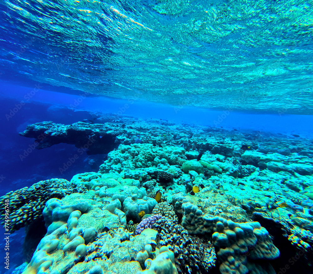 Obraz premium Coral reef in Red Sea. Egypt. Marsa Alam.