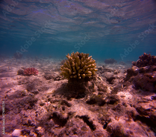 Underwater view of a coral reef at the bottom of the sea