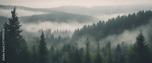 A dense forest of evergreen trees shrouded in mist against the backdrop of rolling hills, creating an ethereal and mysterious atmosphere.