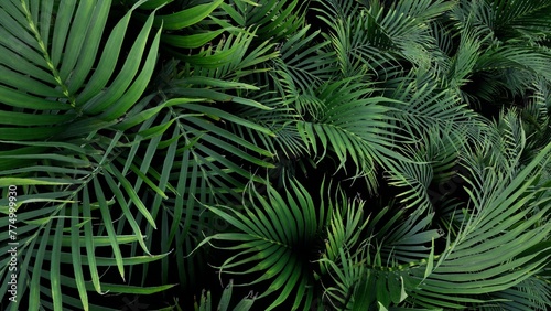 Fototapeta Naklejka Na Ścianę i Meble -  3D Render Palm Tree Nature Landscape