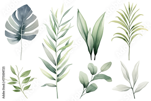 Set collection illustration watercolor green leaves and branches on transparent background. Botanical Illustration elegant watercolor illustration , green tropical leaves