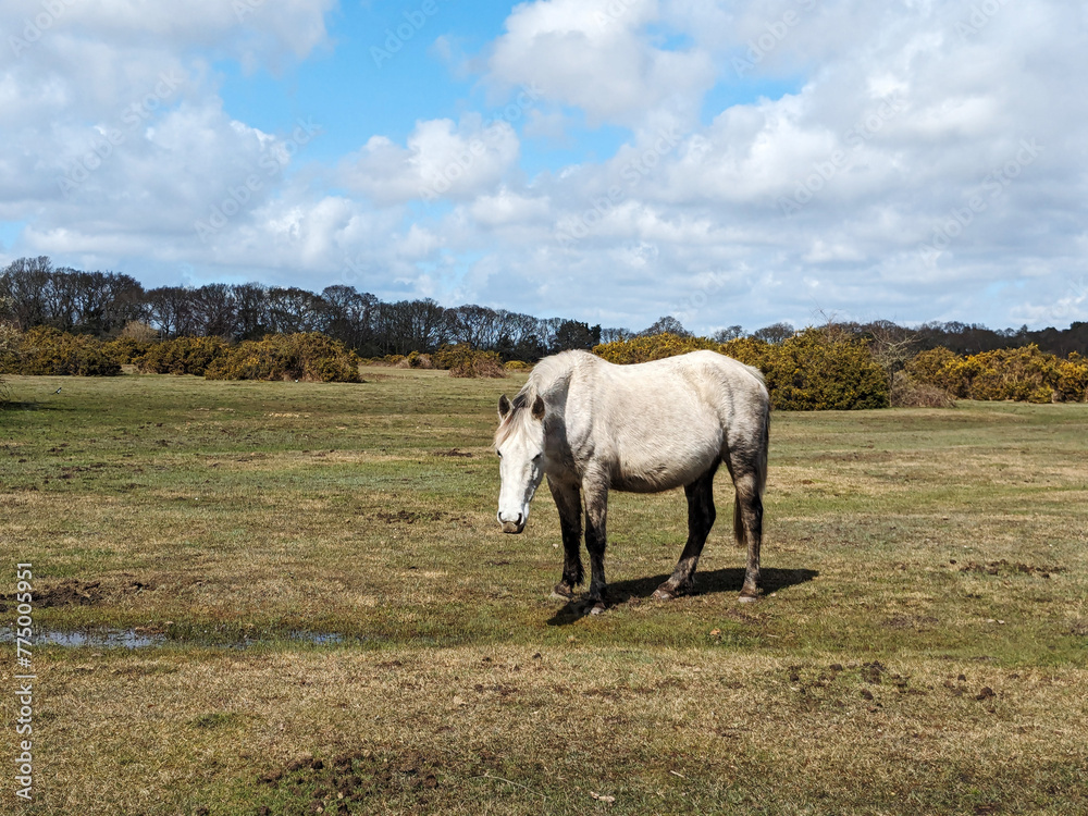 Fototapeta premium horse in the field