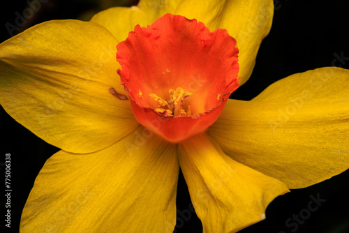 Macro shot of a common UK daffodil showing a collection of pollen