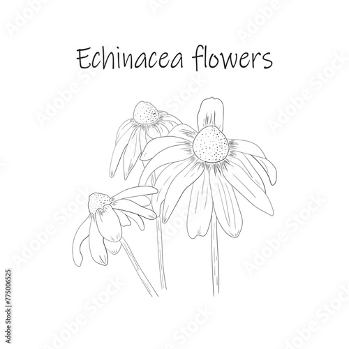 Echinacea flowers. Vector black and white illustration.