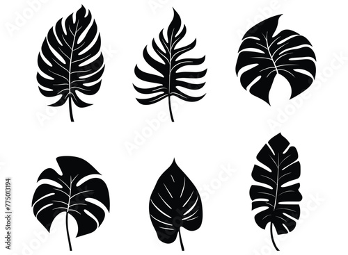 palm banana leaf silhouette vector. photo