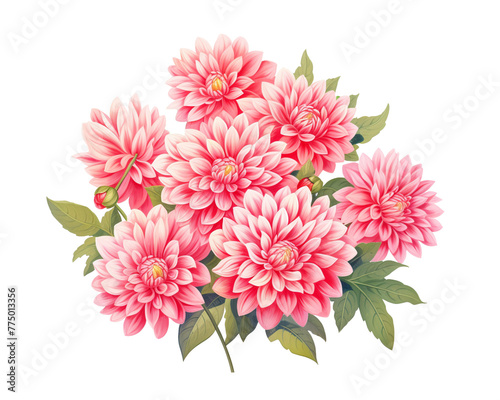 Dahlias flowers remove background , flowers, watercolor, isolated white background