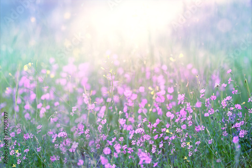 Spring background. Summer Wildflowers. A beautiful wild meadow in the sunshine. Small lilac wildflowers © ELuki