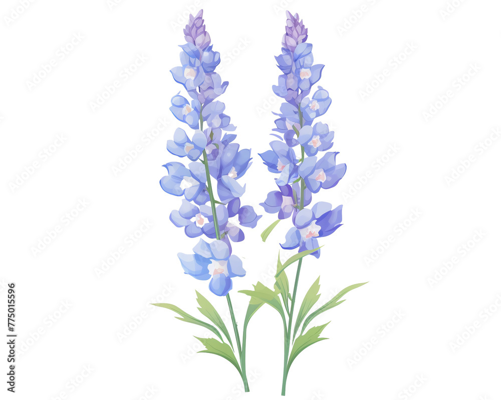 Fototapeta premium Delphiniums flowers remove background , flowers, watercolor, isolated white background