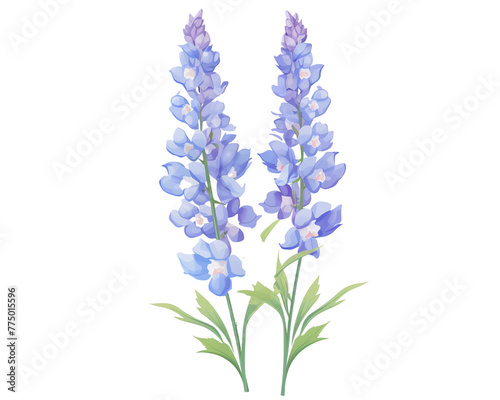 Delphiniums flowers remove background , flowers, watercolor, isolated white background