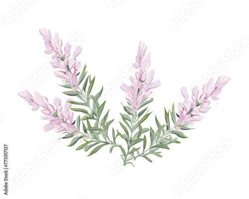 Erica flowers remove background , flowers, watercolor, isolated white background