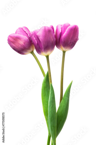 purple tulips isolated on white background
