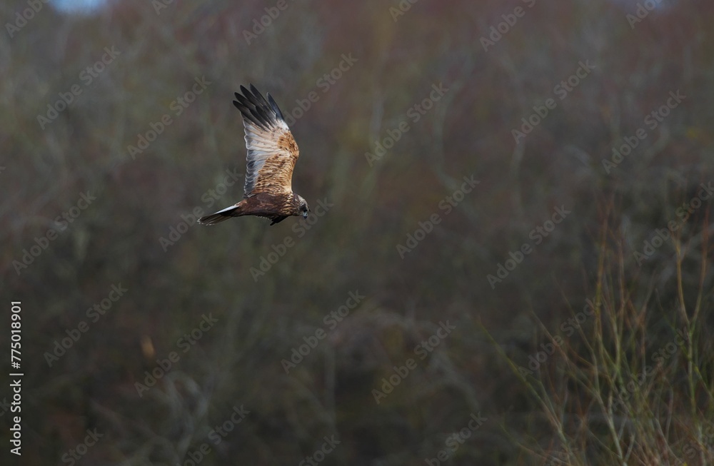 Fototapeta premium Marsh Harrier (Circus aeruginosus) flying in the air