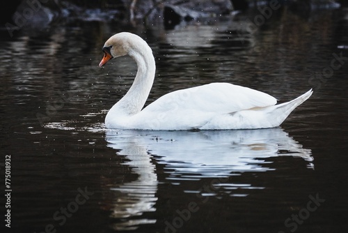 Fototapeta Naklejka Na Ścianę i Meble -  Beautiful view of a graceful swan floating in the pond