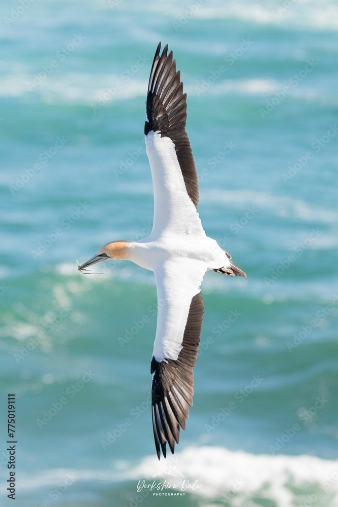 Australasian Gannet Flying Sea bird wingspan Australasian Gannet Flying Sea bird wingspan