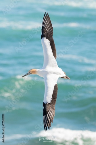 Australasian Gannet Flying Sea bird wingspan