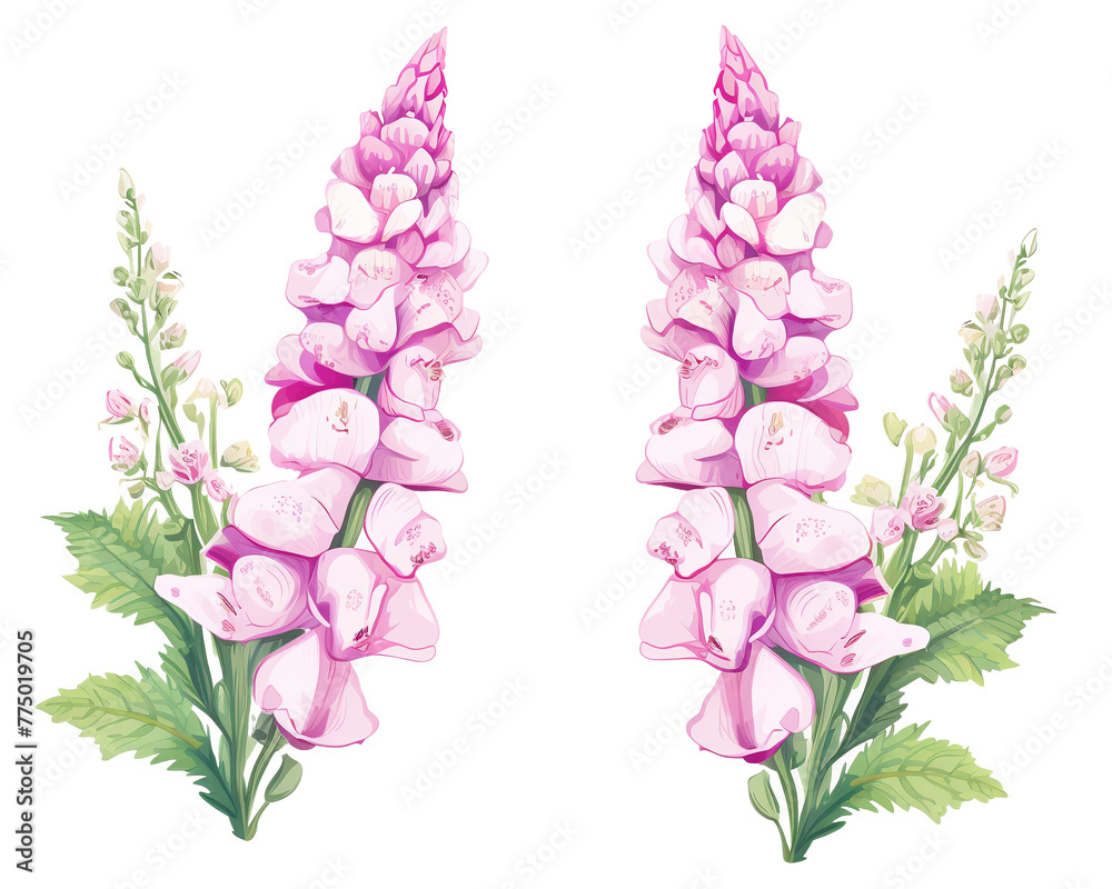 Foxgloves flowers remove background , flowers, watercolor, isolated white background - obrazy, fototapety, plakaty 
