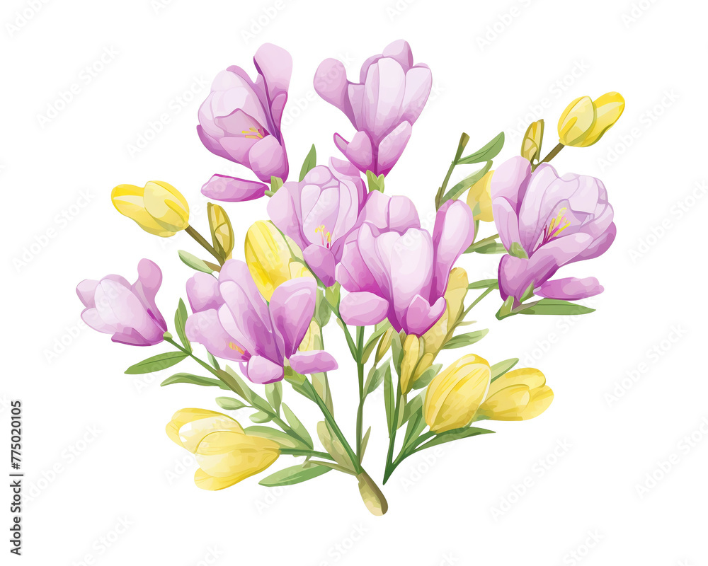 Obraz premium Freesias flowers remove background , flowers, watercolor, isolated white background
