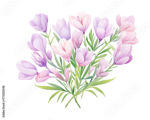 Freesias flowers remove background   flowers  watercolor  isolated white background