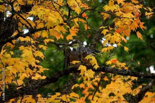 Common wood pigeons perched on a tree branch with yellow leaves on the foreground photo