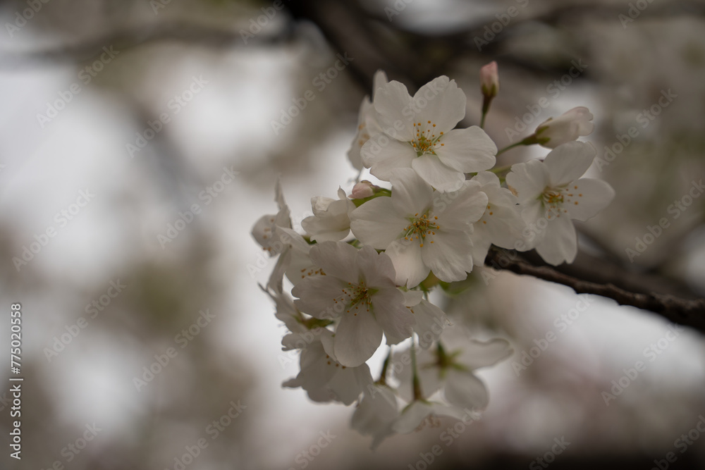 桜 桜