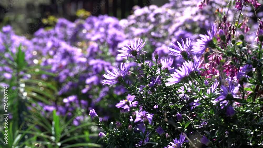 Footage of purple flowers in sunlight with bees flying around