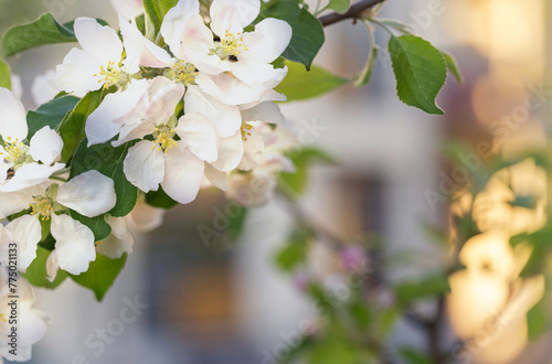 A blooming apple tree branch against the backdrop of a beautiful modern apartment building