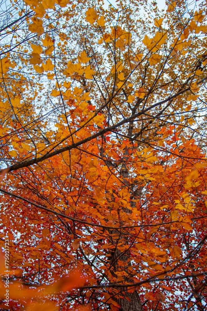 Vertical shot of orange leaves found growing on a branch of a tree during autumn Vertical shot of orange leaves found growing on a branch of a tree during autumn