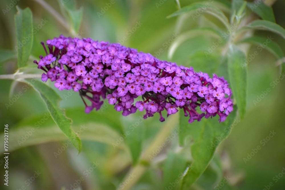 Obraz premium Closeup of beautiful purple buddleja flowers in the wilderness