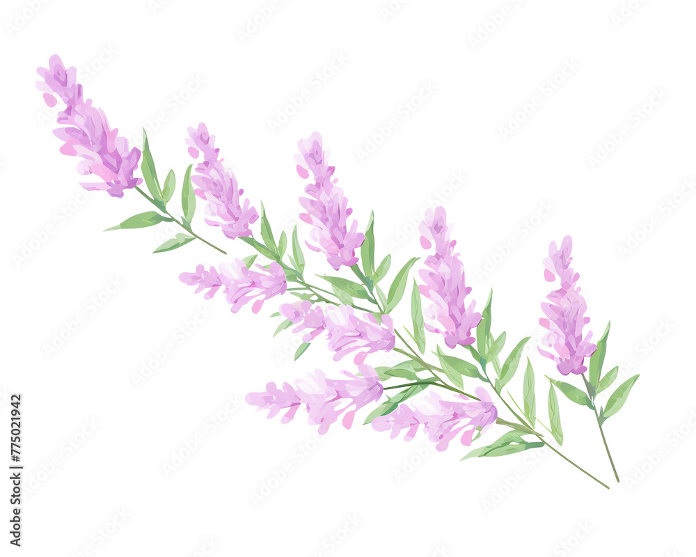 Naklejka premium Heather flowers remove background , flowers, watercolor, isolated white background