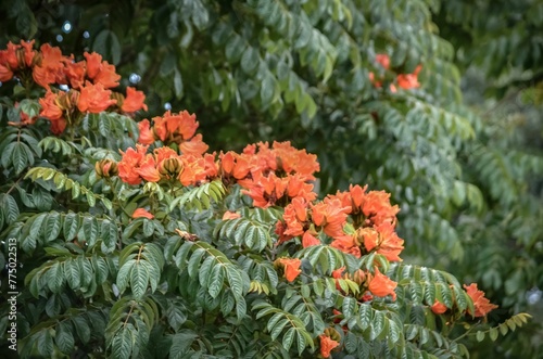 African tulip tree with red flowers and green leaves photo