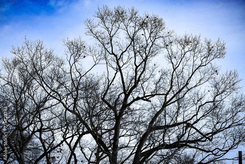 Beautiful old tree with huge branches and dry leaves under a bright blue-white sky