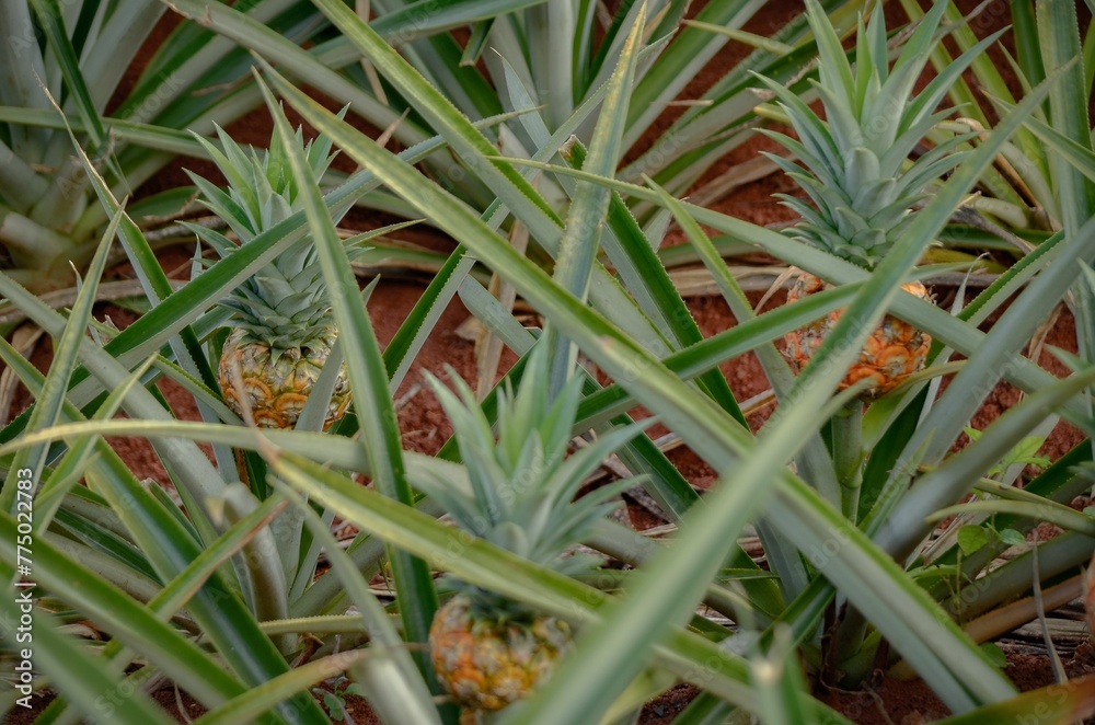Closeup of pineapples in the ground in a pineapple plantation in Costa Rica, covered by long leaves
