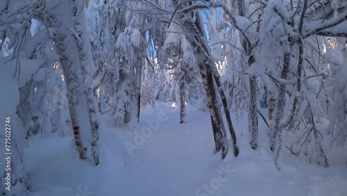 Wallpaper Mural Frozen snow-covered winter forest, deeply covered with snow in sunlight. Forest in the snow. Snowy winter. Trees in the snow on the way to the Stone City. Russia. Perm Region. 4K Torontodigital.ca