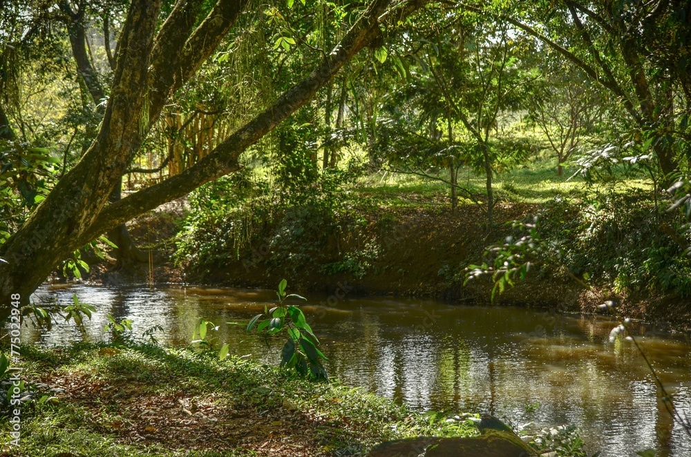 River covered in tree shade in Costa Rica River covered in tree shade in Costa Rica