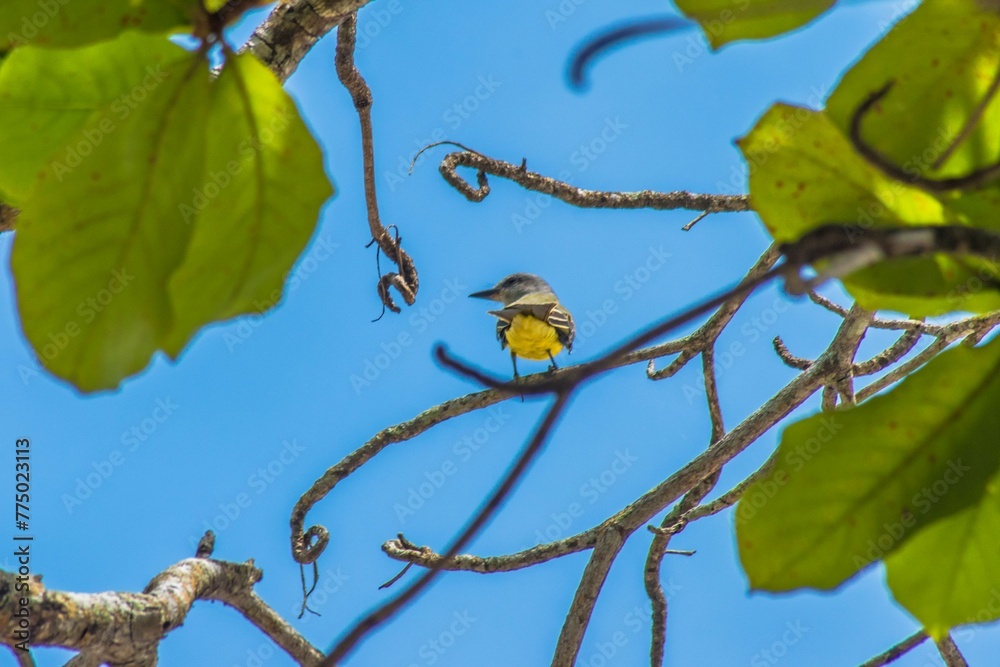 Closeup of a Mourning royal tyrant perched on a green branch of a tree Closeup of a Mourning royal tyrant perched on a green branch of a tree