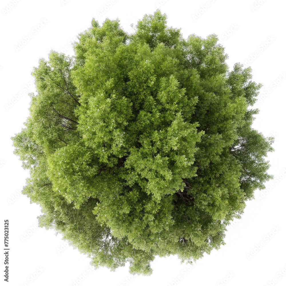 Obraz premium top view poplar tree isolated on transparent background