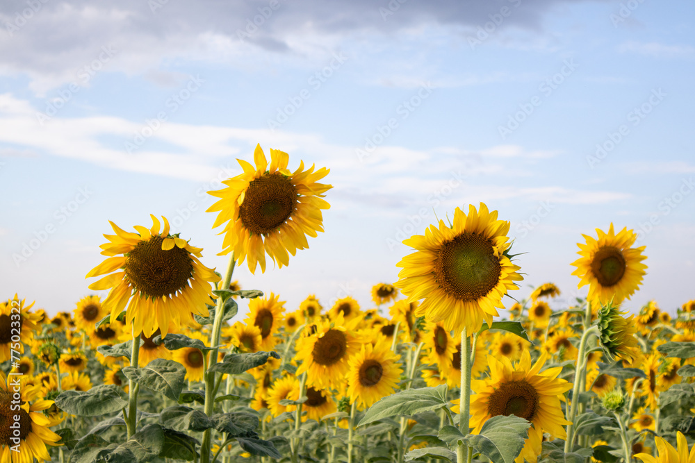 Fototapeta premium sunflower field with blue sky background and clouds