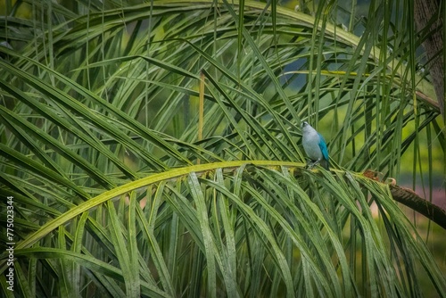 Closeup of a blue tanager perched on green palm tree on a rainy day photo