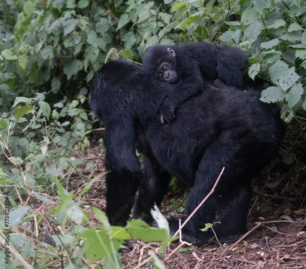 silverback Mountain Gorilla, Uganda