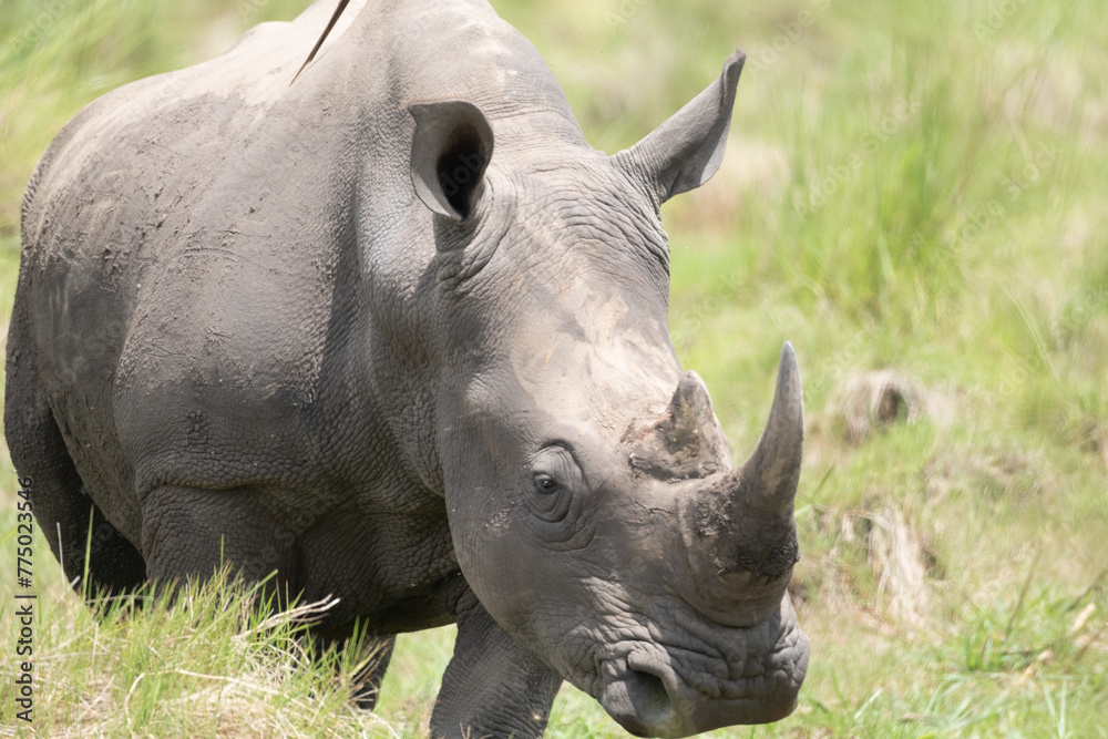Naklejka premium rhino in Uganda