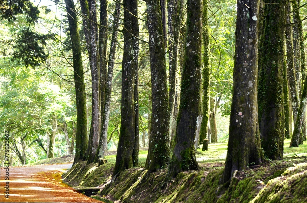 Beautiful landscape with a pathway through a forest Beautiful landscape with a pathway through a forest