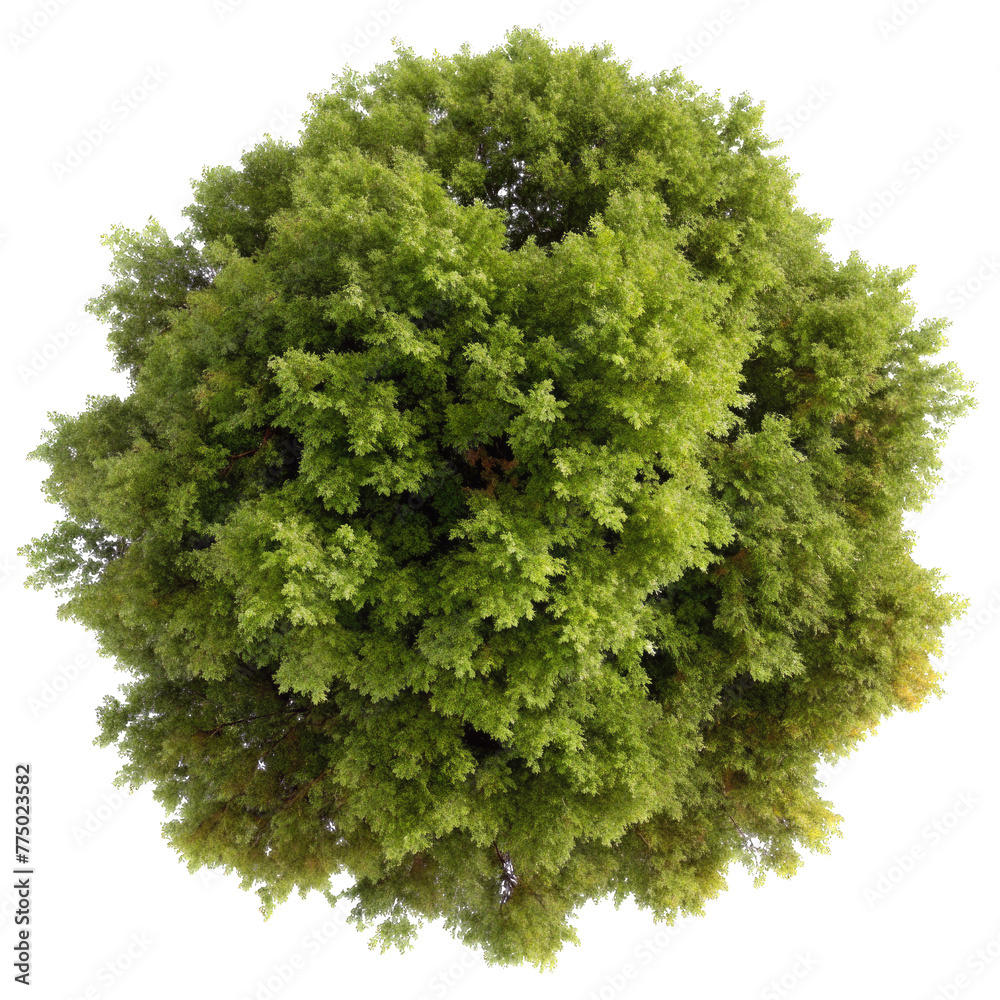 Obraz premium top view maple tree isolated on transparent background